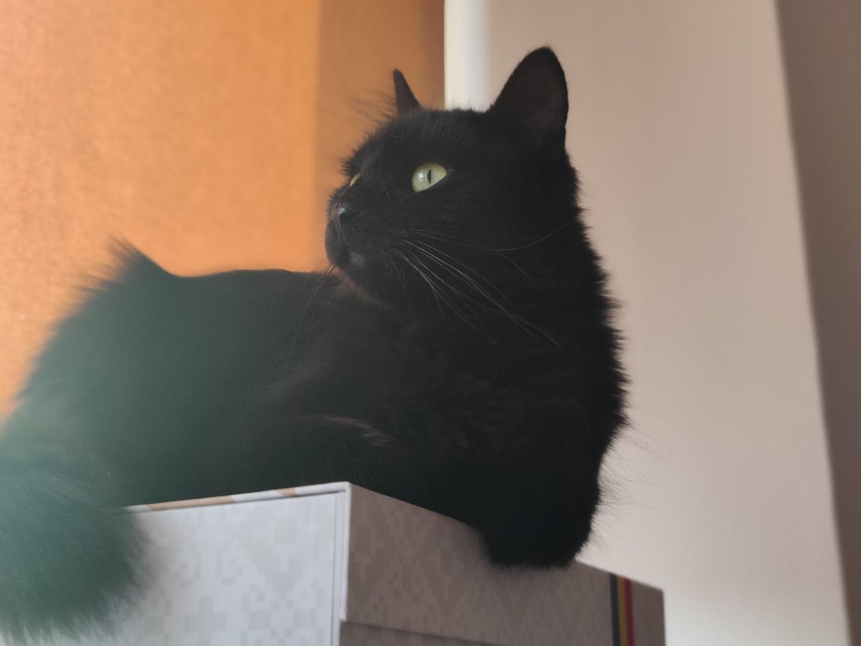 Fotografie realizată cu OnePlus 9 Pro